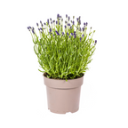 Lavandula Angustifolia, detail van het blad