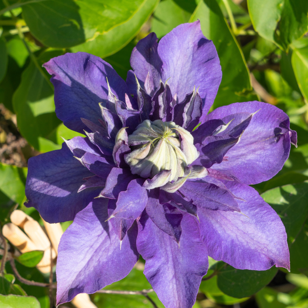 Clematis 'Multi Blue' klimplant, blauw, P9 pot, compacte klimplant