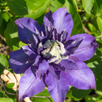 Clematis 'Multi Blue' klimplant, blauw, P9 pot, compacte klimplant