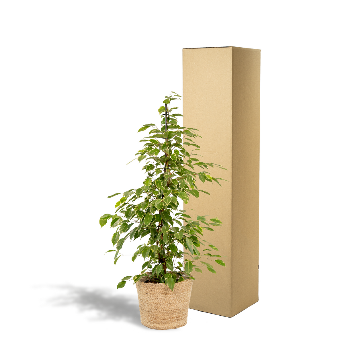 Detailfoto van Ficus benjamina Goldenking