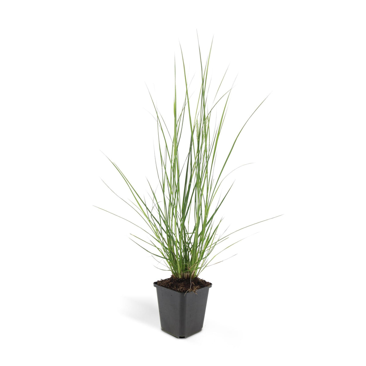 Pennisetum alopecuroides 'Hameln', detail van het blad
