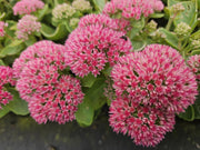 Sedum &
