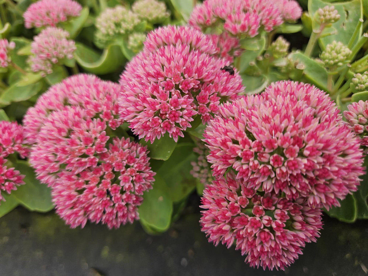 Sedum 'Herbstfreude', groeiwijze van de plant