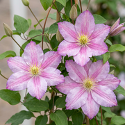 Clematis &