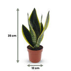 Sansevieria Future Superb - Vrouwentong, groeiwijze van de plant