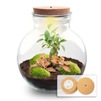 DIY terrarium Teddy Bonsai met licht en ledkurk, kenmerkend blad