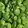 24x Asarum europaeum