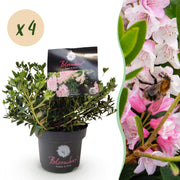 Rhododendron Bloombux &
