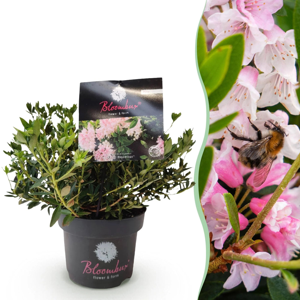 Rhododendron Bloombux 'Light Pink', buxusvervanger, detail van het blad