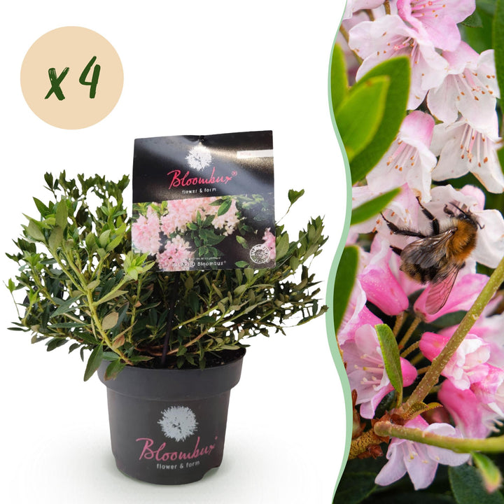 Rhododendron Bloombux &