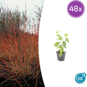 48x Cornus sang. &