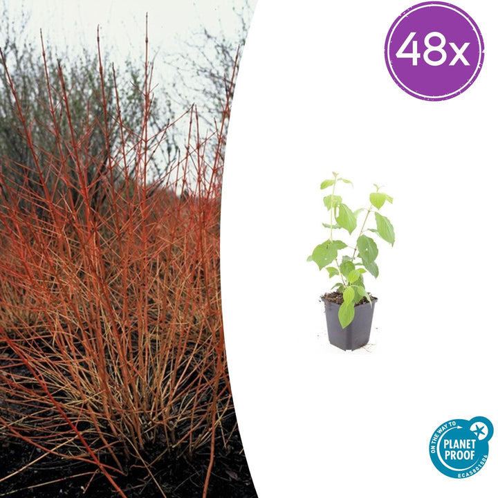 48x Cornus sang. &