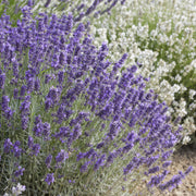 Lavandula &