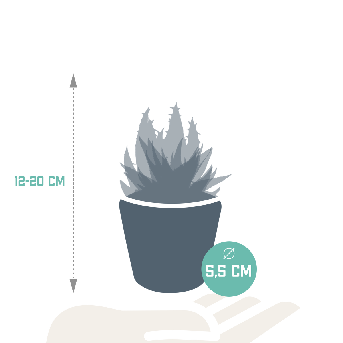 Productafbeelding van Pureplant