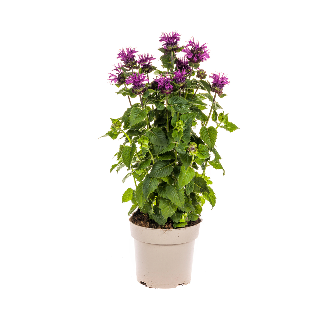 Monarda Didyma Purple, plant in pot