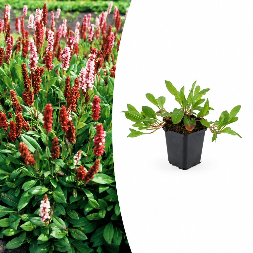 Persicaria aff. 'Darjeeling Red', plant in pot