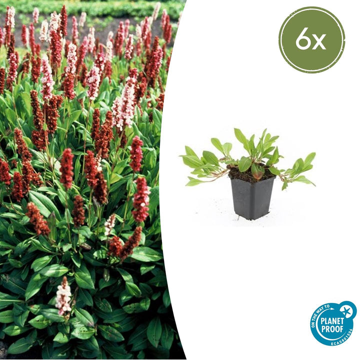 Persicaria aff. &