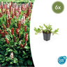 Persicaria aff. 'Darjeeling Red'