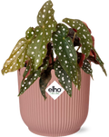 Productfoto van Begonia Maculata + ELHO Vibes Fold 14cm roze