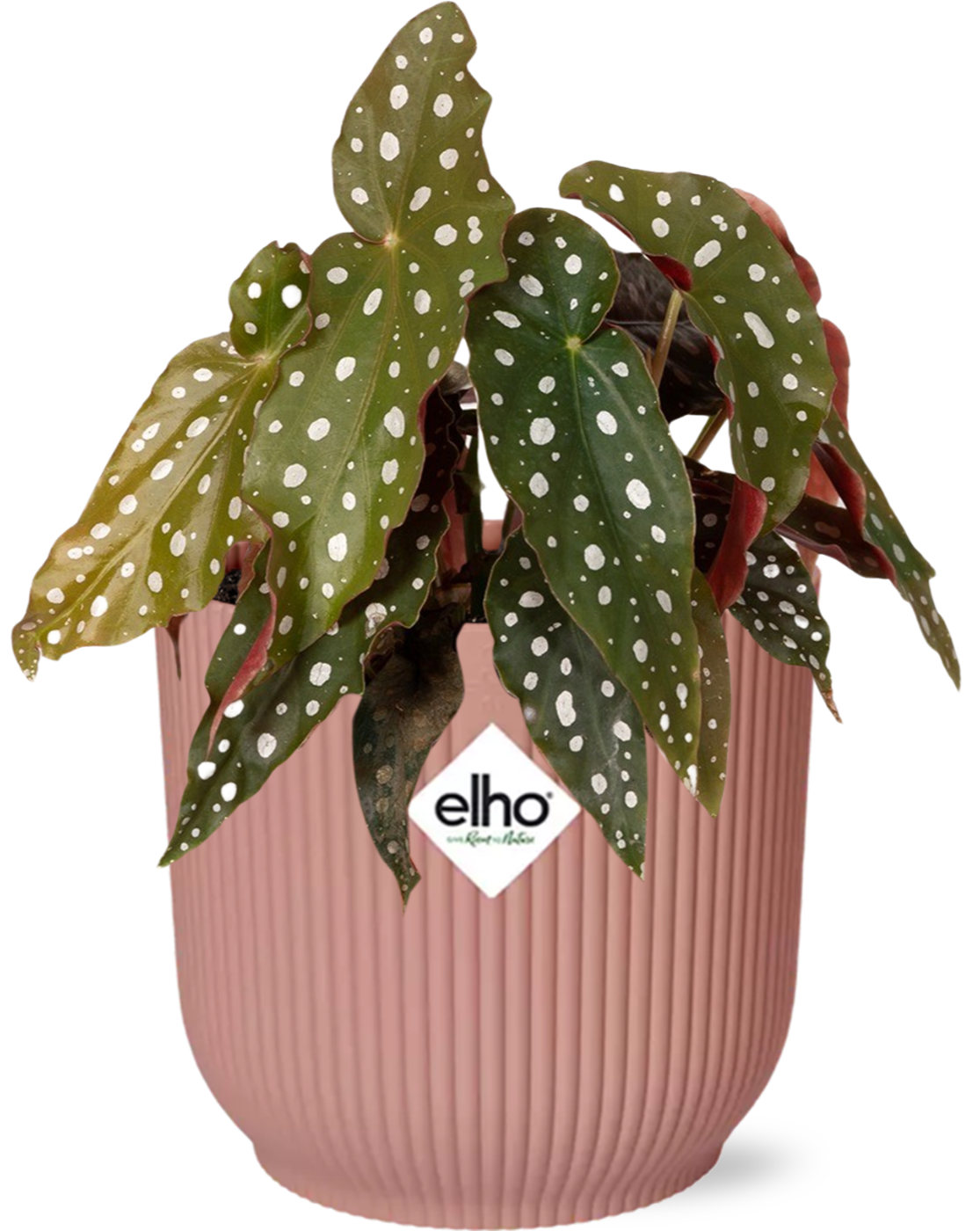 Productfoto van Begonia Maculata + ELHO Vibes Fold 14cm roze