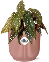 Begonia Maculata + ELHO Vibes Fold 14cm roze