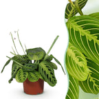 Maranta Fascinator Lemon Lime - Gebedsplant, plant voor binnen
