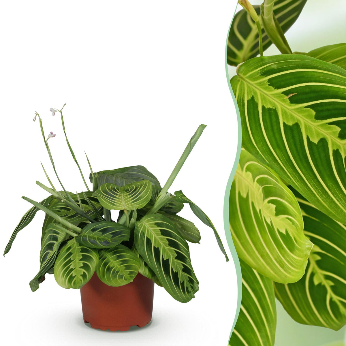 Maranta Fascinator Lemon Lime - Gebedsplant, plant voor binnen