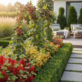 Fruitplanten tricolour mix, rode bes, gele framboos en zwarte braam, plant in pot