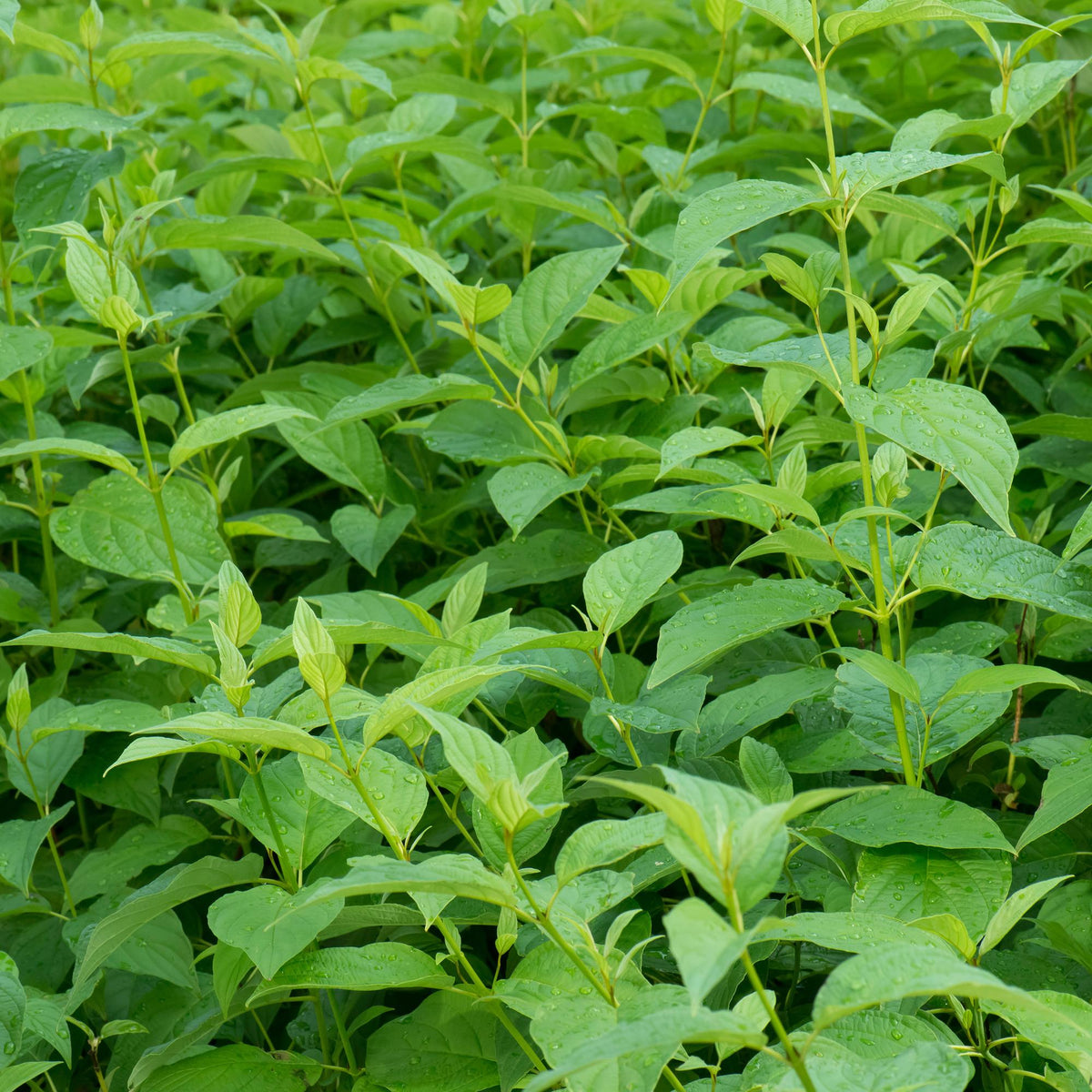 Cornus alba Flaviramea, groene bladeren