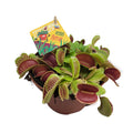 Productfoto van Dionaea Muscipula