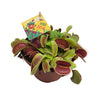 Dionaea Muscipula