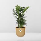 Detailfoto van Chamaedorea Elegans in ELHO Vibes Fold 14cm geel