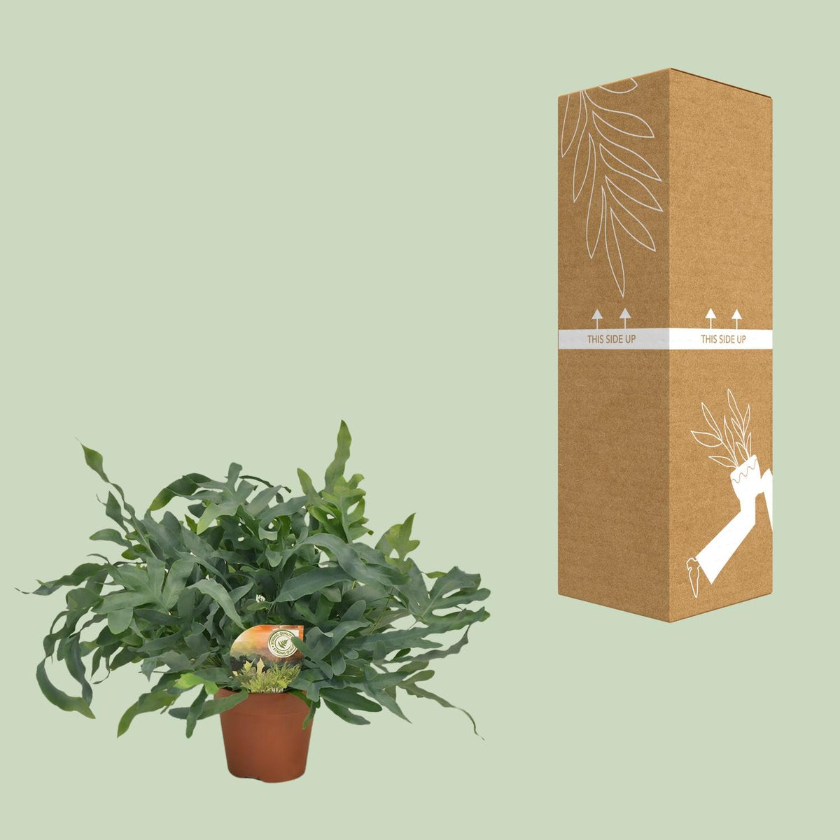 Productafbeelding van Pureplant