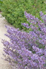 Nepeta &