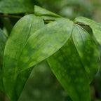Dracaena surculosa met mand, kenmerkend blad