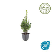 Buxus Sempervirens, 10-25 cm hoog