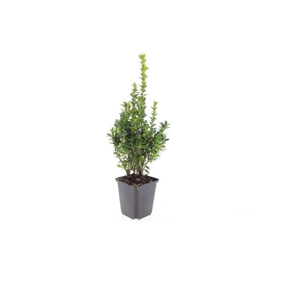 Buxus Sempervirens, 10-25 cm hoog, groene bladeren