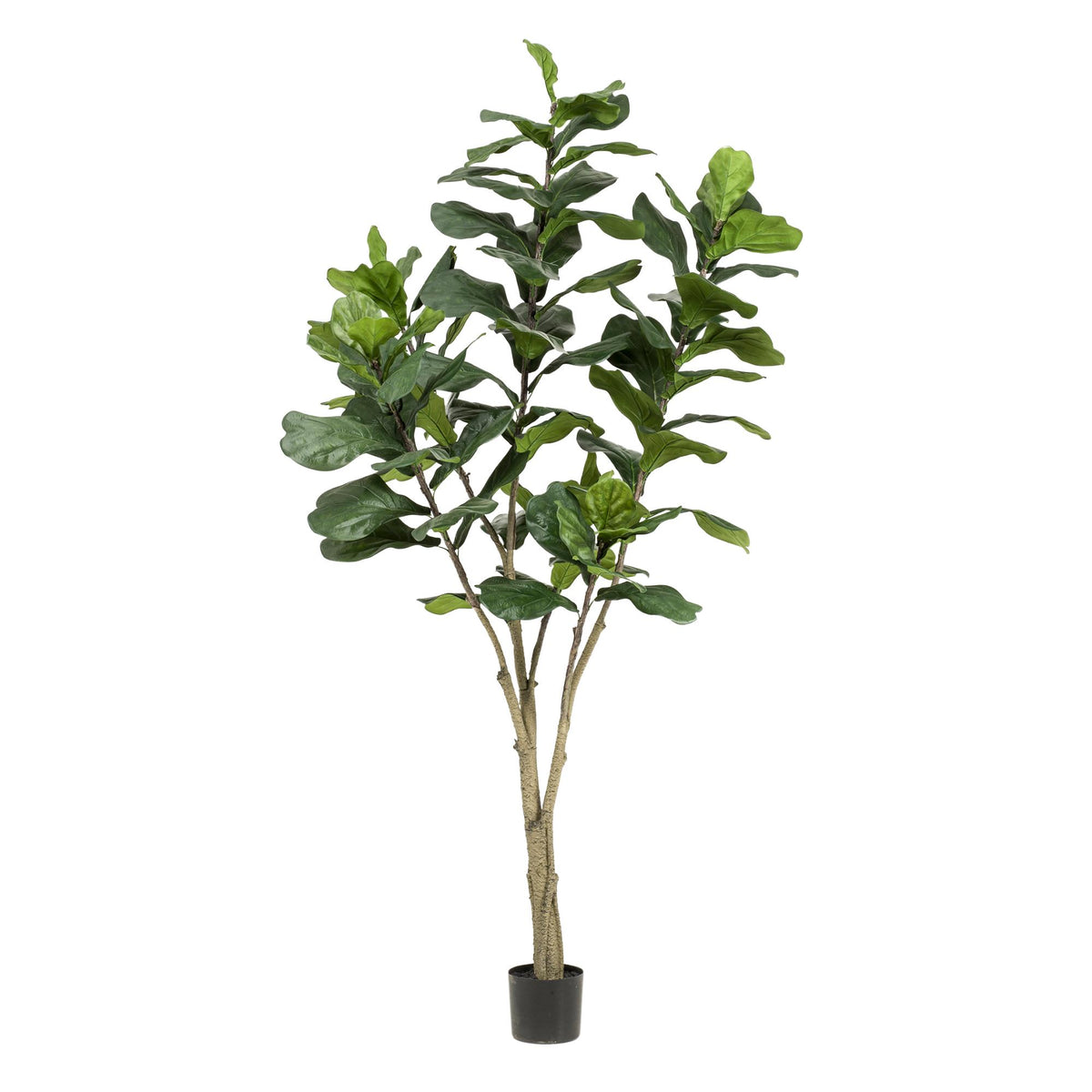 Kunstplant - Ficus Lyrata - Tabaksplant, groeiwijze van de plant