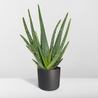 Aloe vera, compacte plant