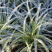Carex oshimensis Everest - Wit en Groen