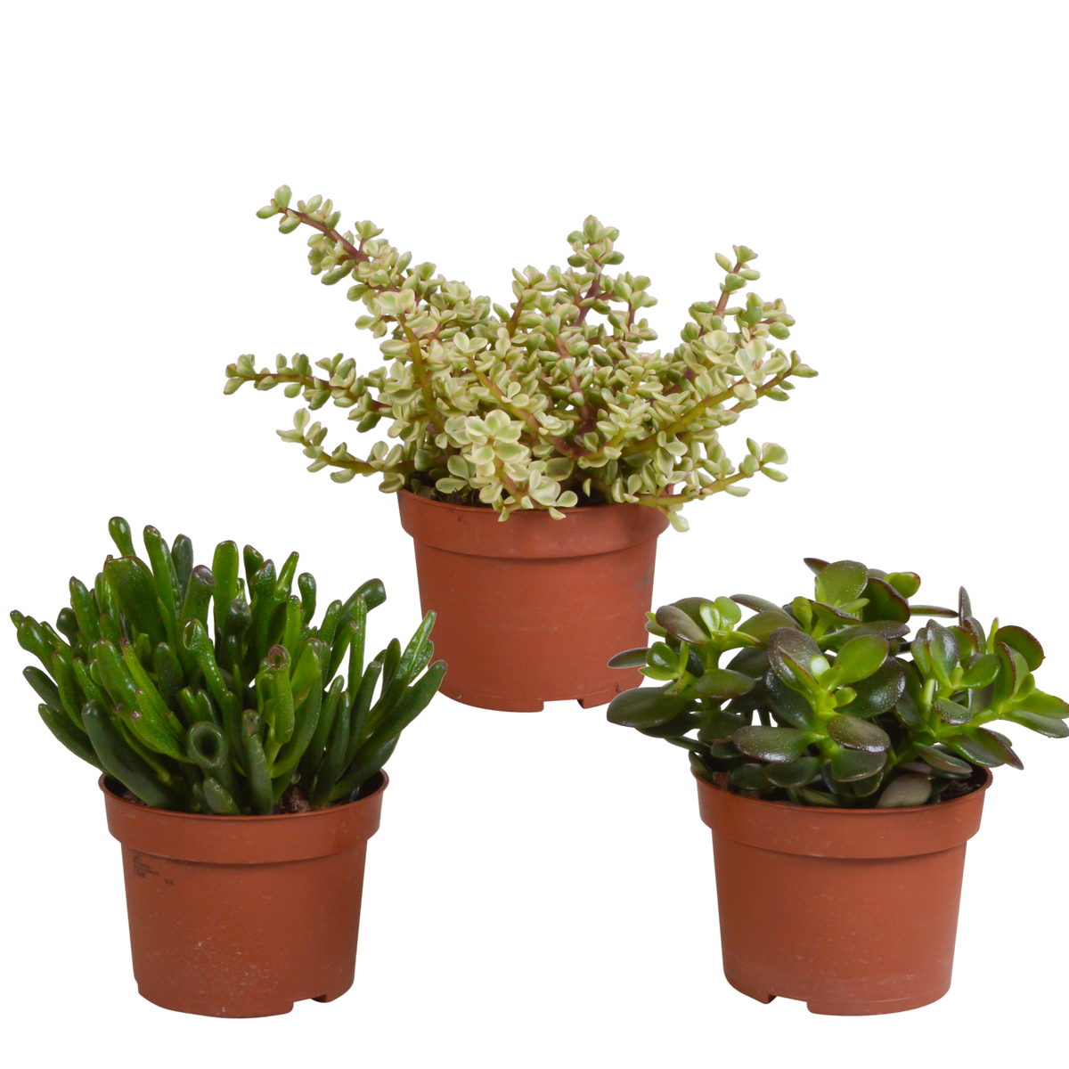 Productafbeelding van Pureplant