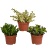 Crassula mix