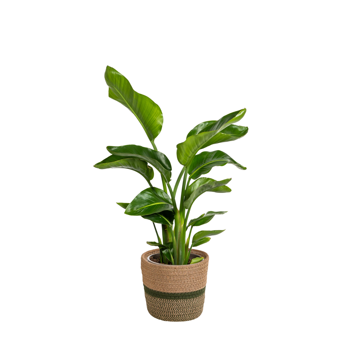 Strelitzia Nicolai met mand, plant in pot
