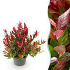 Leucothoe Little Flame, plant in pot