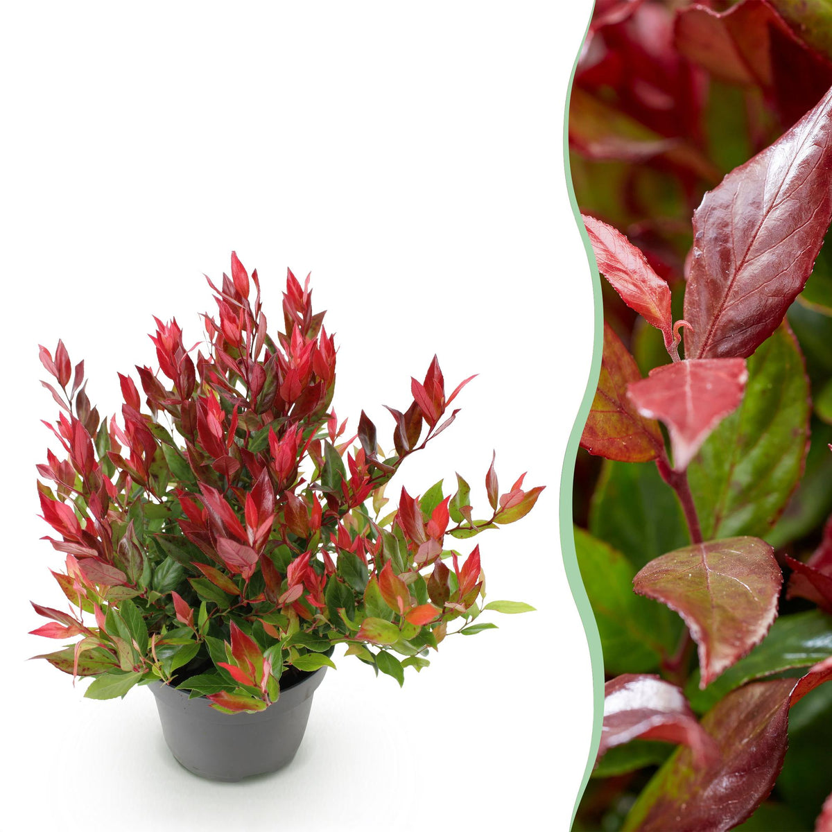 Leucothoe Little Flame, plant in pot