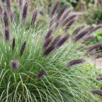 Lampenpoetsersgras Pennisetum 'Black Beauty', met pluim, kenmerkend blad