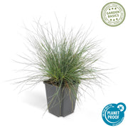 48x Festuca glauca &