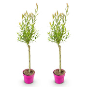2x - Salix Flamingo - Ø17cm - ↕70-80cm