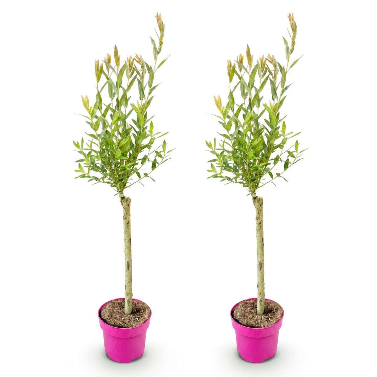 Salix Flamingo, 70-80 cm hoog, kenmerkend blad