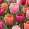 Tulp 'Positive Vibe' bloembollen